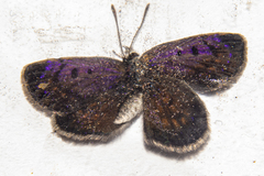 Lycaena tama