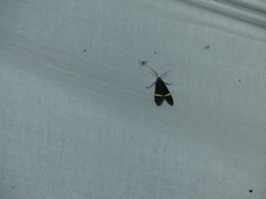 Aclytia