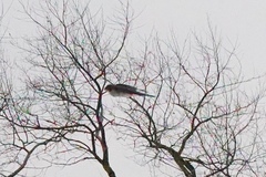 Accipiter nisus nisus