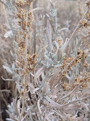 Artemisia cana