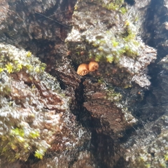 Phaeomarasmius rimulincola