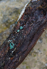 Polydesmia pruinosa
