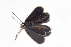 Lycaena tama