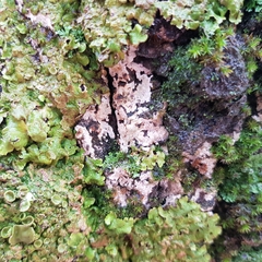 Dendrothele commixta