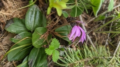 Calypso bulbosa occidentalis
