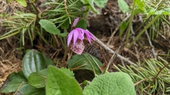 Calypso bulbosa occidentalis