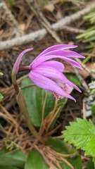 Calypso bulbosa occidentalis