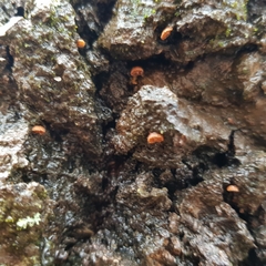 Phaeomarasmius rimulincola