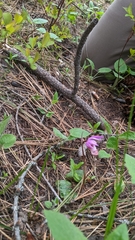Calypso bulbosa occidentalis