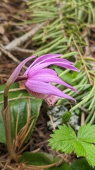 Calypso bulbosa occidentalis