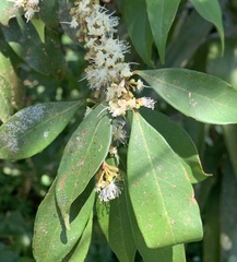 Casearia sylvestris