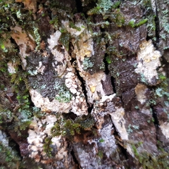 Dendrothele commixta