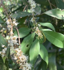Casearia sylvestris