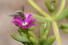 Bombyliini