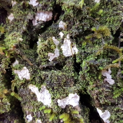 Dendrothele commixta