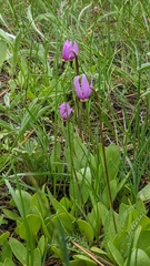 Dodecatheon