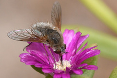 Bombyliini