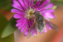 Bombyliini