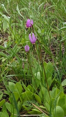Dodecatheon