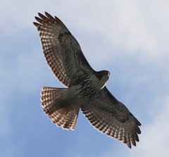 Buteo jamaicensis