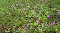 Dodecatheon