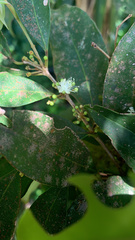 Casearia sylvestris