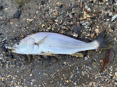 Argyrosomus japonicus