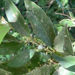 Casearia sylvestris