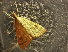 Mnesictena flavidalis