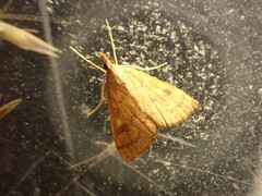 Mnesictena flavidalis
