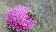 Bombus fervidus