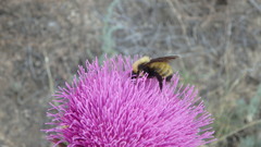 Bombus fervidus
