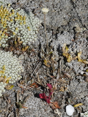 Leptinella conjuncta