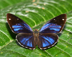 Dynamine gisella