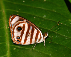 Dynamine gisella