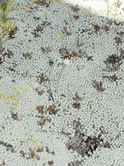 Leptinella conjuncta