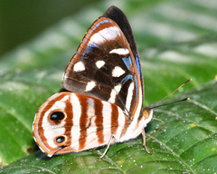 Dynamine gisella