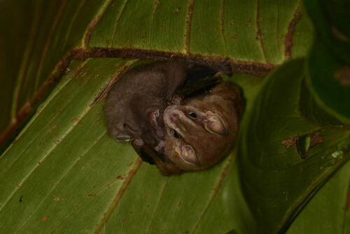 Southern Little Yellow-eared Bat