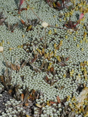 Leptinella conjuncta