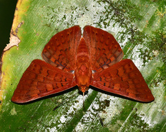 Emesis mandana