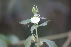 Pombalia communis