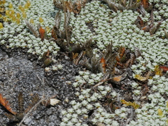 Leptinella conjuncta