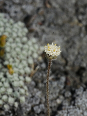 Leptinella conjuncta
