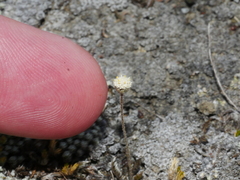 Leptinella conjuncta