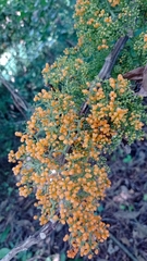 Urera caracasana