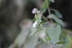 Pombalia communis