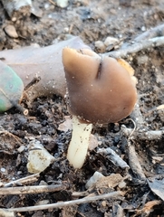 Helvella elastica