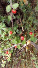 Galium hypocarpium