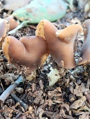 Helvella elastica