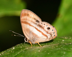 Euselasia melaphaea
